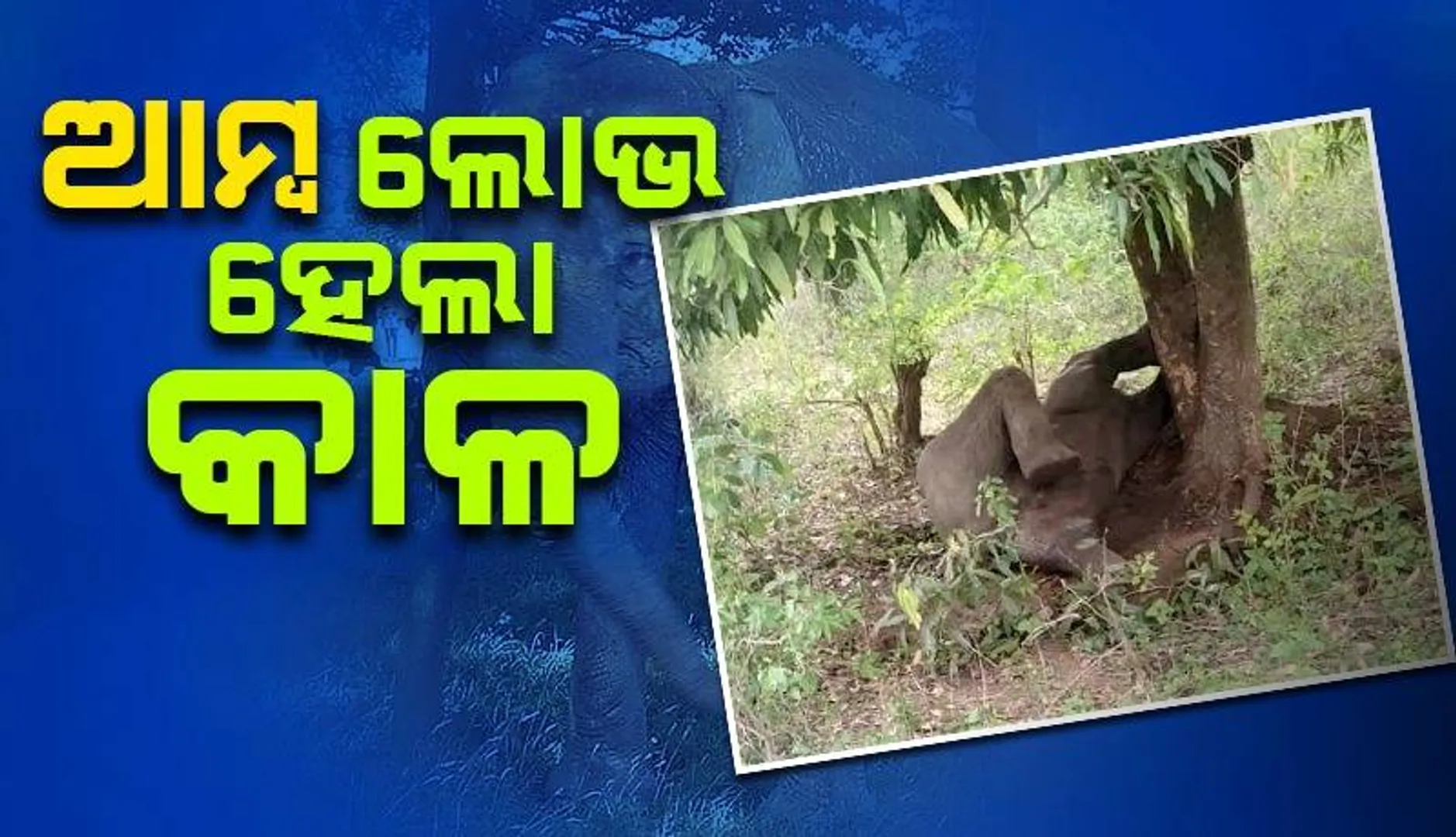 ଜଙ୍ଗଲରେ ଫସିଗଲା ହାତୀ: ଉଦ୍ଧାର କଲା ବନ ବଭାଗ