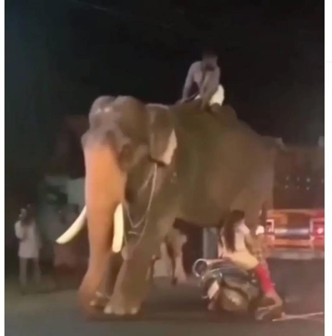 ରାସ୍ତାରେ ଛିଡ଼ା ହୋଇଥିବା ହାତୀକୁ ଧକ୍କା ଦେଲେ ମହିଳା ସ୍କୁଟି ଚାଳକ