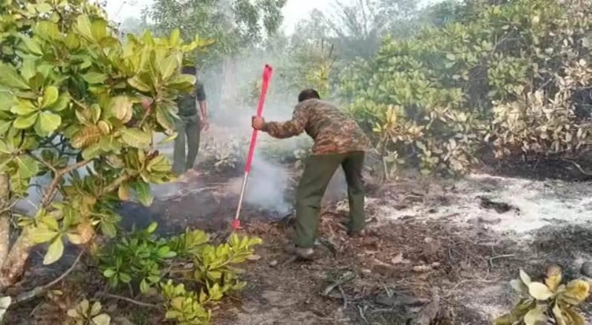 ଜଳୁଛି ସିପସରୁବାଲିର ୨ ଏକର ଜଙ୍ଗଲ
