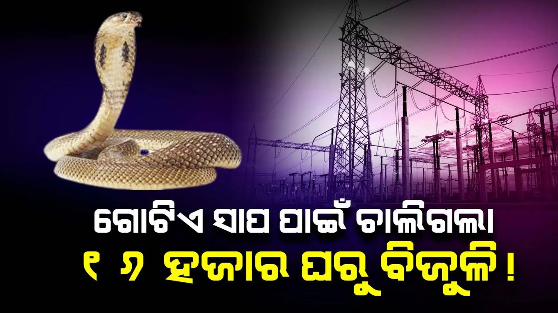 ଗୋଟିଏ ସାପ ପାଇଁ ଚାଲିଗଲା ୧୬ ହଜାର ଘରୁ ବିଜୁଳି! କାରଣ ଜାଣିଲେ ଆପଣ ହୋଇଯିବେ ଆଶ୍ଚର୍ଯ୍ୟ...