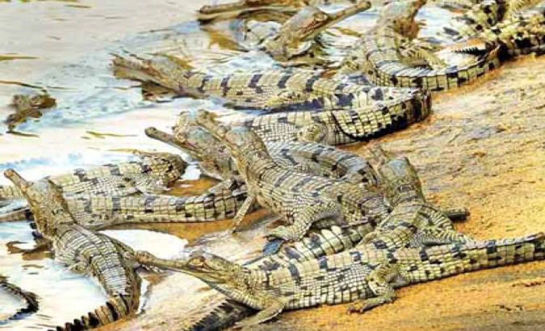 ସାତକୋଶିଆରେ ଘଡ଼ିଆଳର ହ୍ୟାଟ୍ରିକ୍‌ ପ୍ରଜନନ, ବିଳମ୍ବରେ ହେଲେ ବି ଅଣ୍ଡା ଫୁଟି ବାହାରିଲା ଛୁଆ
