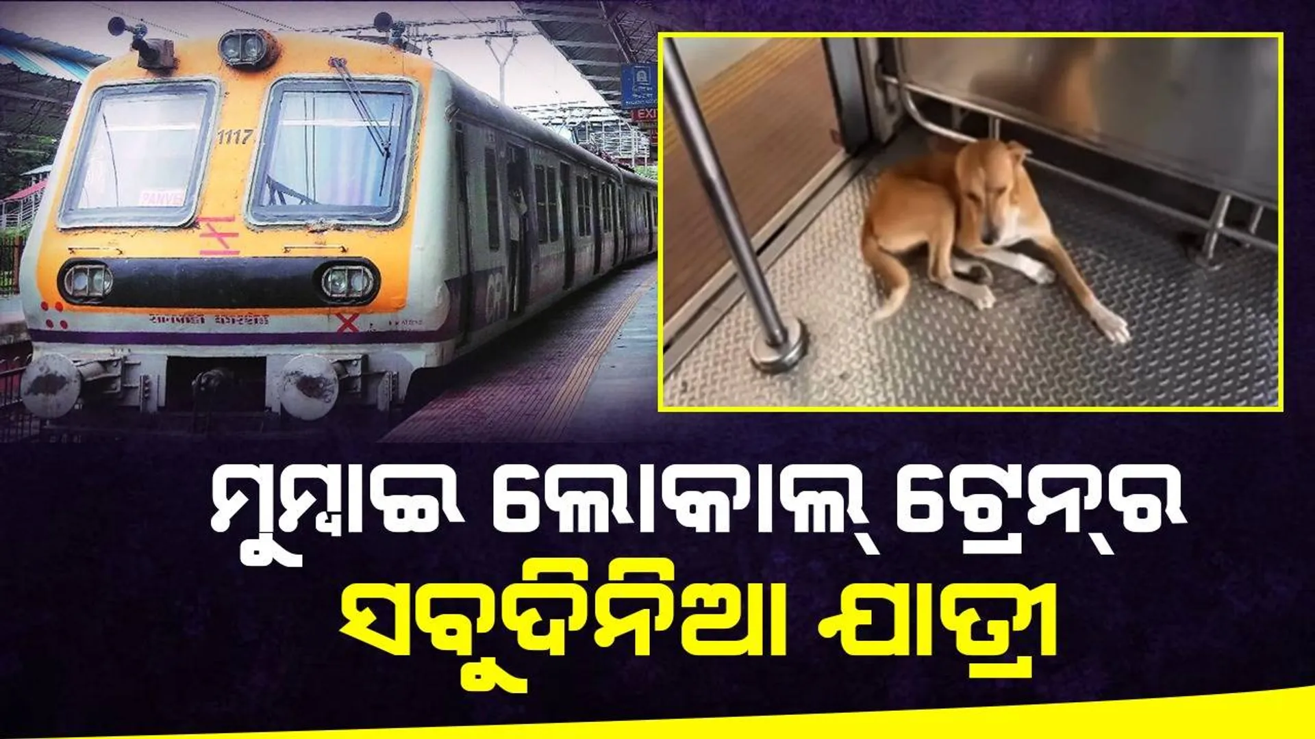 ଯାତ୍ରା କରିବାକୁ ପ୍ରତିଦିନ ମୁମ୍ବାଇର ଲୋକାଲ୍‌ ଟ୍ରେନ୍‌ରେ ଚଢ଼େ ଏହି କୁକୁର