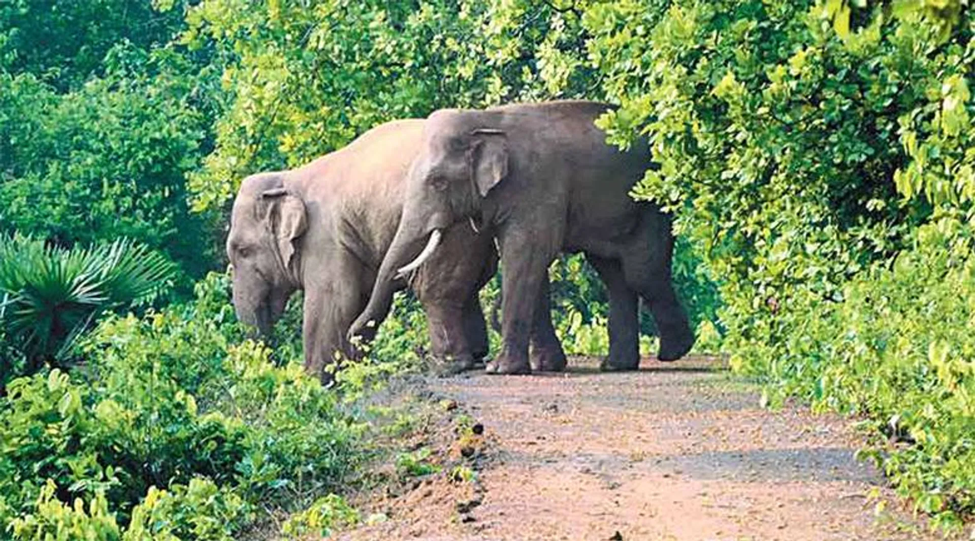 ସାଥୀଙ୍କୁ ହରାଇ ଓଡ଼ିଶା ଲେଉଟିଲେ ହାତୀ