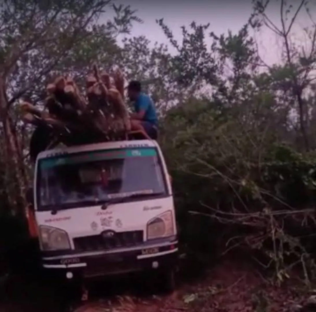 ବନ ବିଭାଗ ଗଛ ଲଗାଇବା ପୂର୍ବରୁ ହିଁ ଗଛ କାଟି କାଠ ନେଇଗଲେ ଗାଁ ଲୋକ