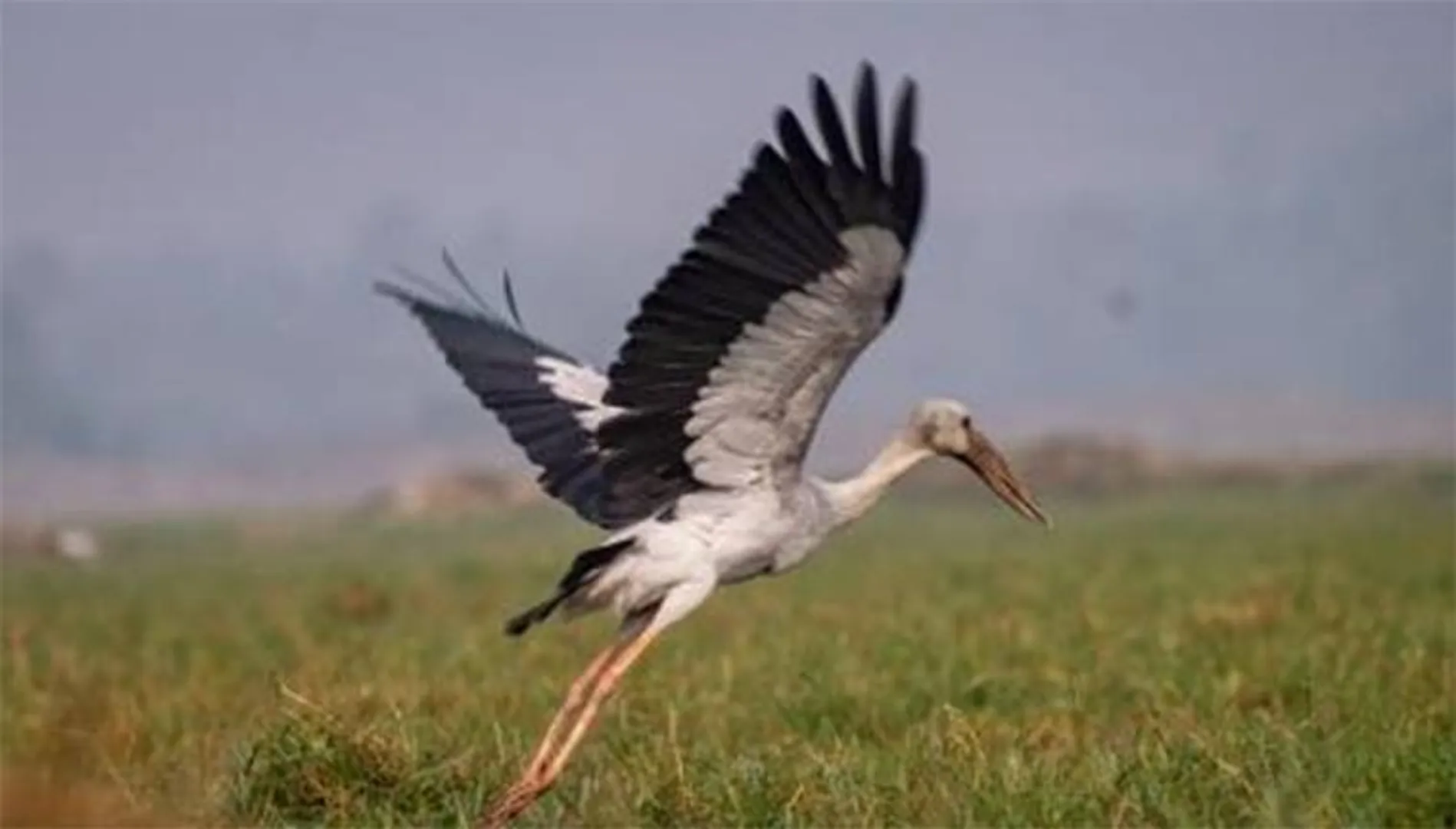 ହଜିଗଲେଣି ଗେଣ୍ଡାଳିଆ