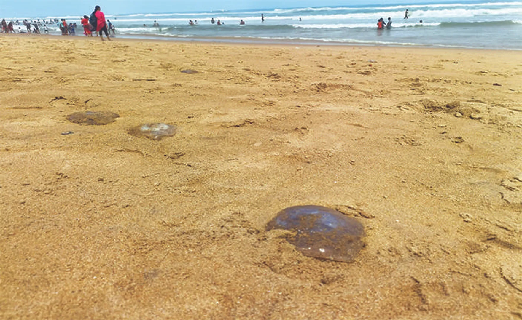 ପୁରୀ ବେଳାଭୂମିରେ ଶହଶହ ଜେଲିଫିସ୍‌, ଦେହରେ ଲାଗିଲେ କୁଣ୍ଡେଇ ହୋଇ ଫଳିଯାଉଛି