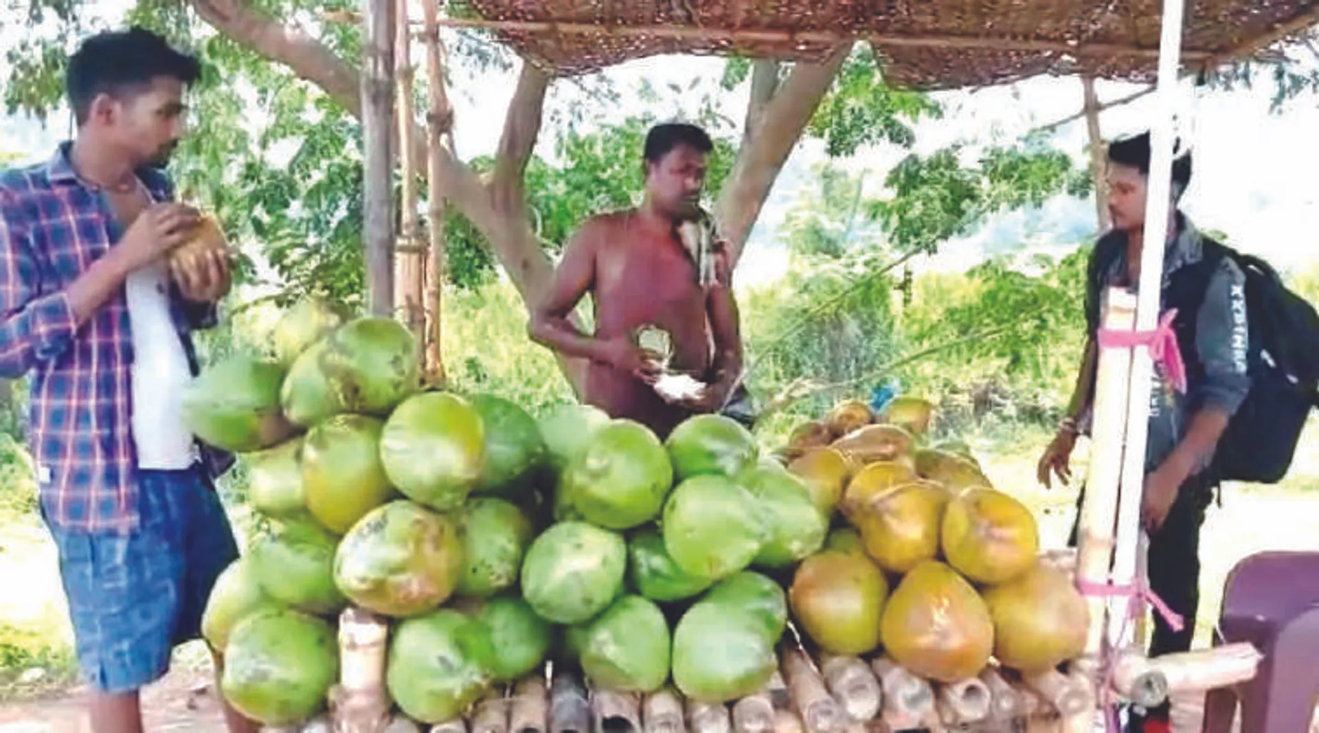ଜାତୀୟ ରାଜପଥ କଡ଼ରେ ପଇଡ଼ ଭାଡ଼ି, ପର୍ଯ୍ୟଟକଙ୍କୁ ଗ୍ରୀଷ୍ମରୁ ତ୍ରାହି ଦେଉଛି