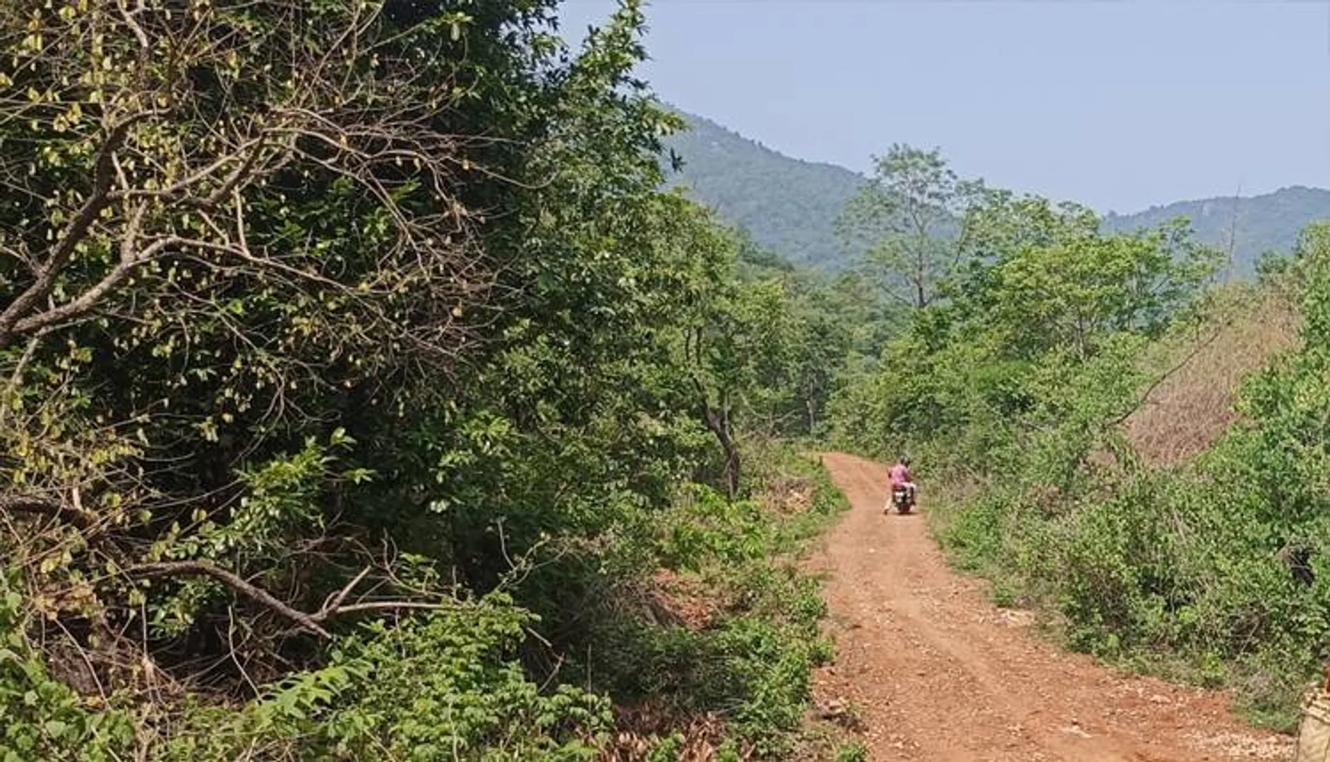 ବିକାଶ ନାଁରେ ବିନାଶ: ସ୍ଲୋଗାନ୍‌ରେ ସୀମିତ ‘ଜଙ୍ଗଲ ସୁରକ୍ଷା, ଆମର ଦୀକ୍ଷା’