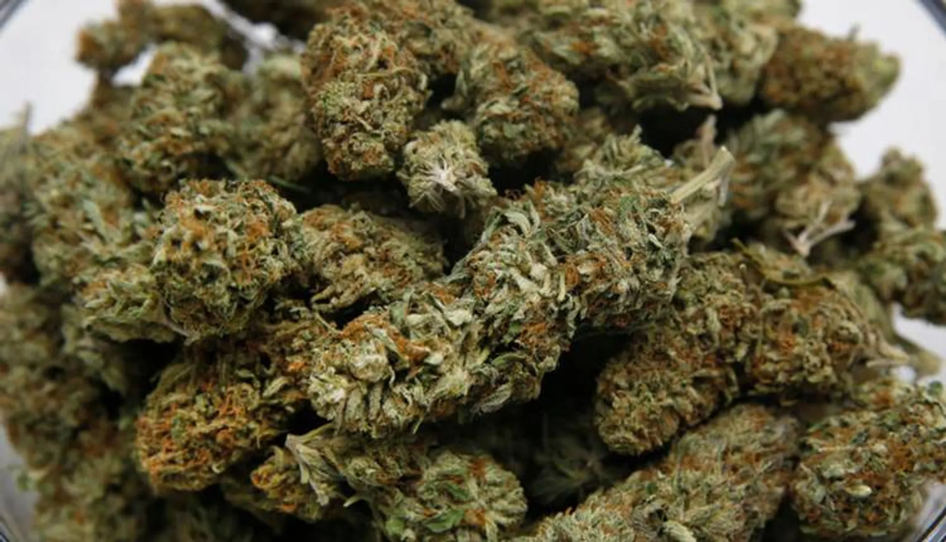 ଗଞ୍ଜେଇ ଜବତ, ଜଣେ ଗିରଫ