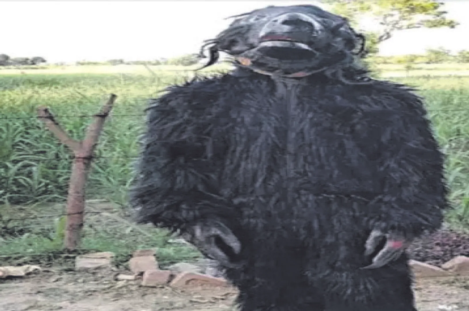 ମାଙ୍କଡ଼ ତଡ଼ିବାକୁ ଭାଲୁ ବେଶ