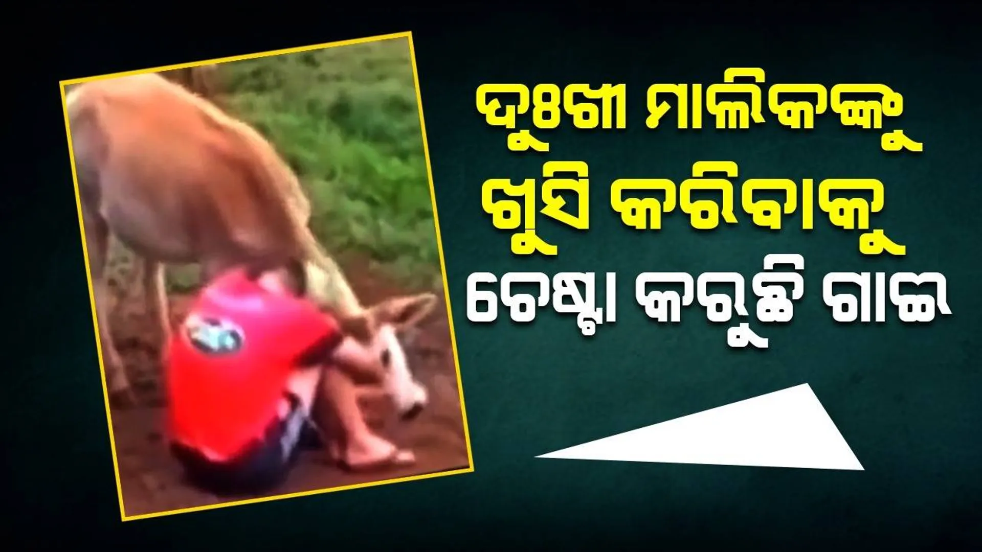 ଦୁଃଖରେ ଥିବା ମାଲିକଙ୍କୁ ଦେଖନ୍ତୁ କିପରି ଖୁସି କରିବାକୁ ଚେଷ୍ଟା କରୁଛନ୍ତି କୁକୁର ଓ ଗାଈ