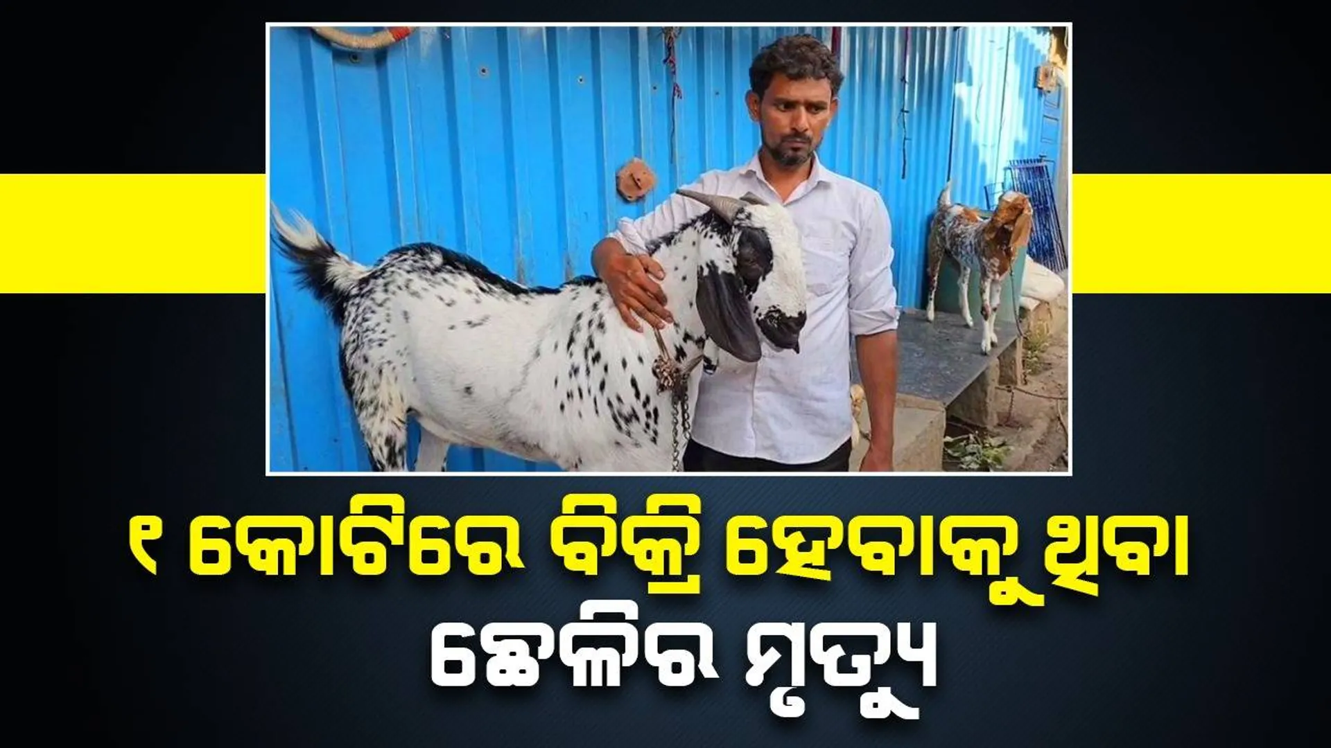 ୧‌‌କୋଟିରେ ବିକ୍ରି ହେବାକୁ ସ୍ଥିର ହୋଇଥିବା ଛେଳିର ମୃତ୍ୟୁ, ଦୁଃଖରେ ଭାଙ୍ଗି ପଡ଼ିଛନ୍ତି ମାଲିକ