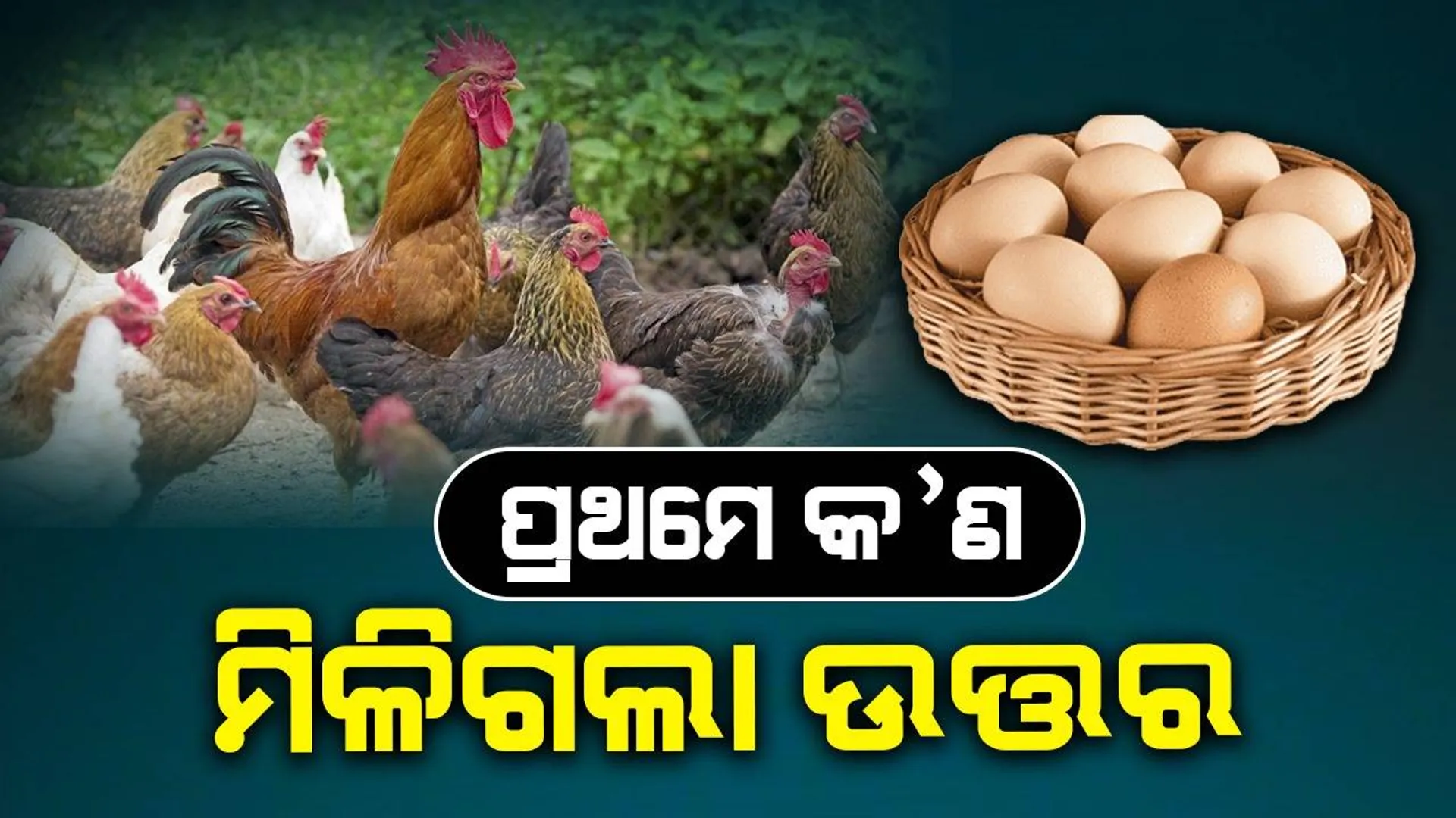 ପ୍ରଥମେ ଅଣ୍ଡା ନା କୁକୁଡ଼ା? ଶେଷ ହେଲା ବର୍ଷ ବର୍ଷର ଦ୍ବନ୍ଦ୍ବ, ମିଳିଗଲା ଉତ୍ତର