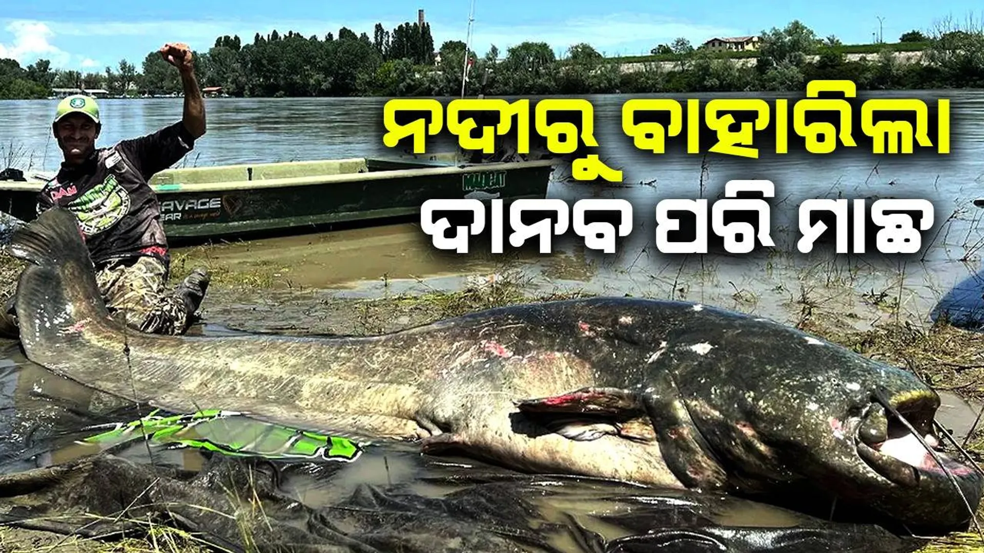 ନଦୀରୁ ରାକ୍ଷସ ଆକାରର ମାଛ ଧରିଲେ ମତ୍ସ୍ୟଜୀବୀ: ଭାଙ୍ଗିଲା ସମସ୍ତ ରେକର୍ଡ