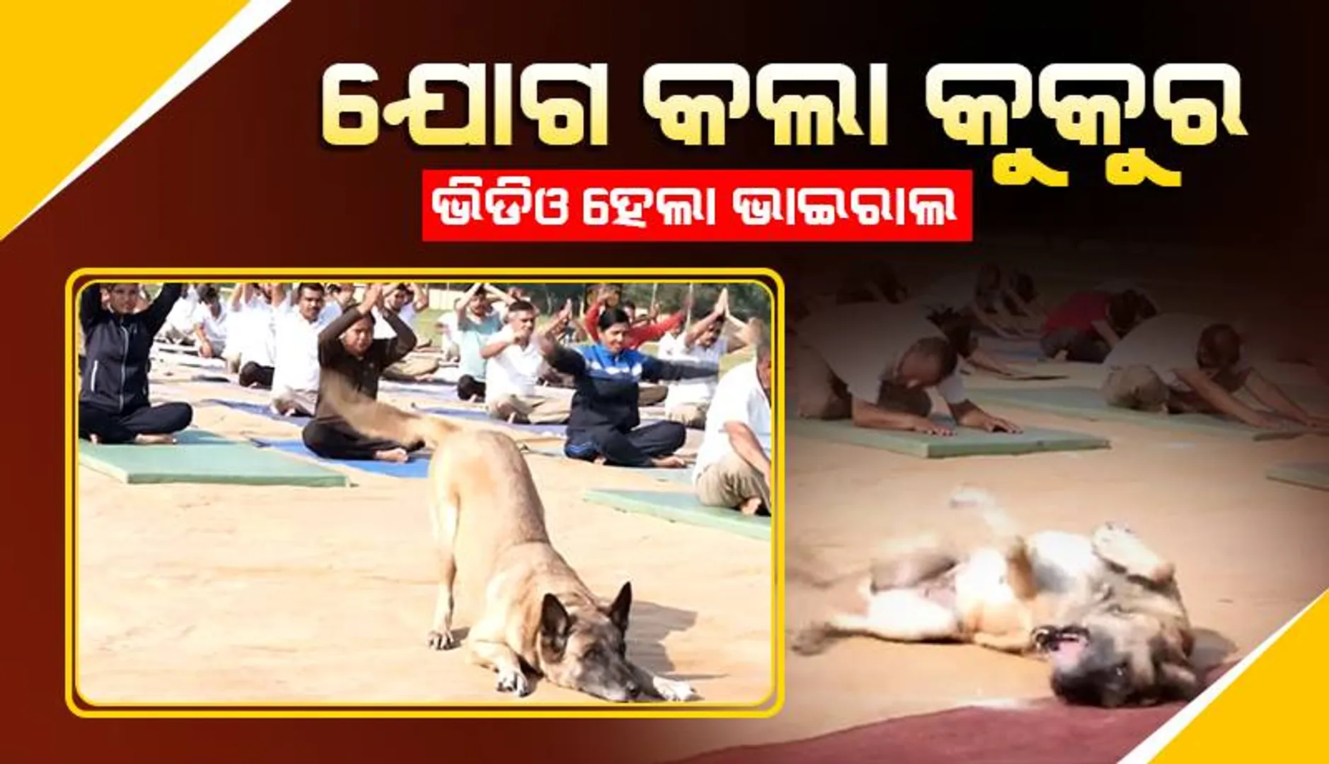 ଅନ୍ତର୍ଜାତୀୟ ଯୋଗ ଦିବସରେ ଆଇଟିବିପି ଯବାନଙ୍କ ସହ ମିଶି ଯୋଗ କଲା କୁକୁର; ଭିଡିଓ ଭାଇରାଲ