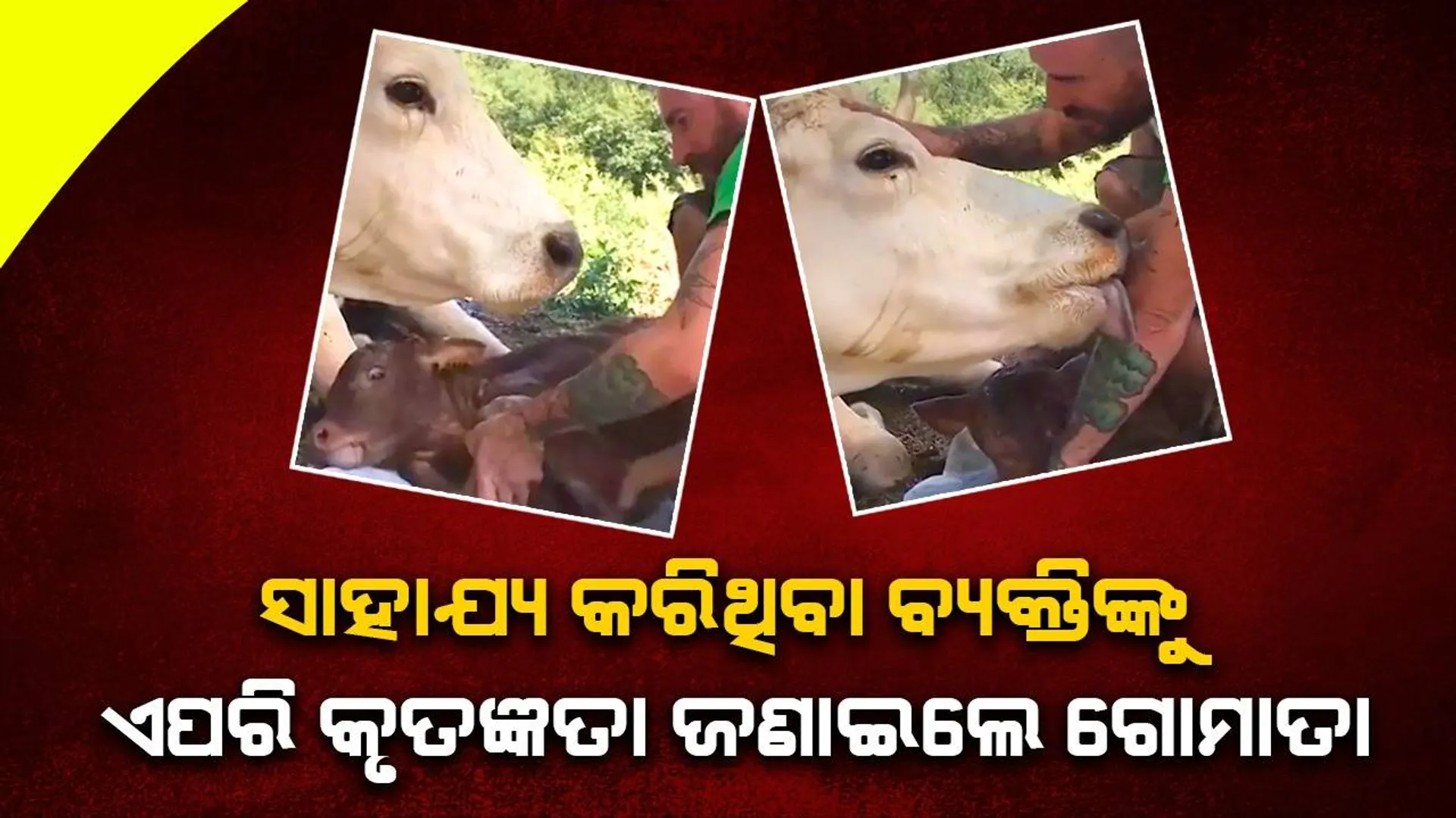 ବାଛୁରୀ ଜନ୍ମ କରିବାରେ ସାହାଯ୍ୟ କରିଥିବା ବ୍ୟକ୍ତିଙ୍କୁ ଏପରି କୃତଜ୍ଞତା ଜଣାଇଲେ ଗୋମାତା