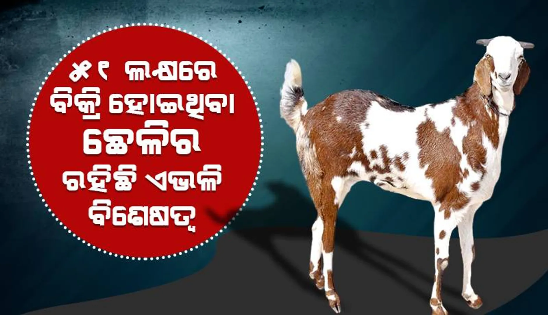 ୩ବିଏଚକେ ଘର ମୂଲ୍ୟରେ ମାଲିକ ବିକ୍ରି କରିଥିବା ଛେଳିର ରହିଛି ଏଭଳି ବିଶେଷତ୍ବ