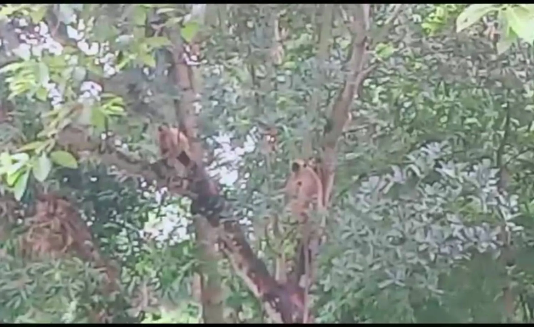 ବାଗଲପୁର ପରେ ଏବେ ଚଣାହଟ୍ଟାରେ ମାଙ୍କଡ଼ ଆତଙ୍କ; ୪ ଦିନରେ ୪ ଆହତ