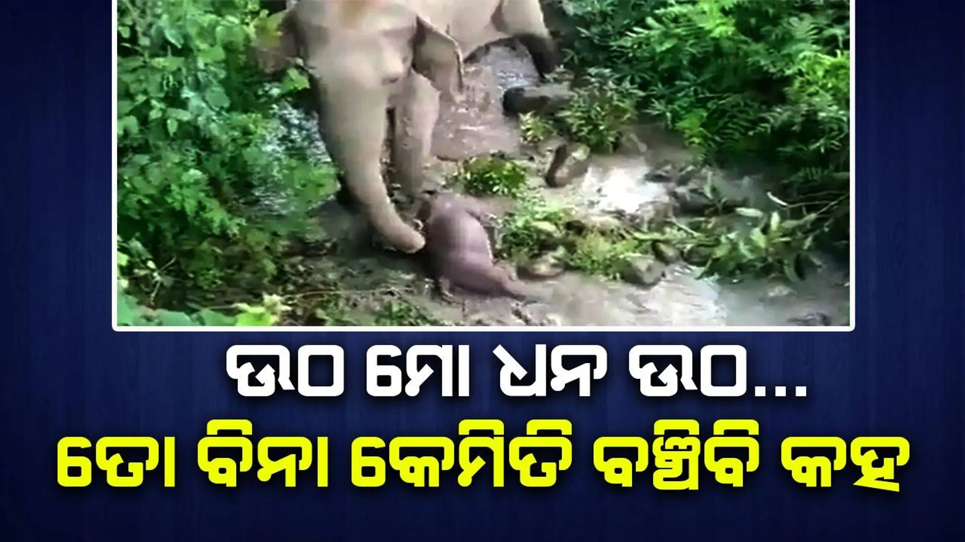 ଦେଖନ୍ତୁ ତିନିଦିନ ହେବ ମୃତ୍ୟୁ ହୋଇଥିବା ଛୁଆକୁ କିଭଳି ଭାବେ କାନ୍ଦିକାନ୍ଦି ବଞ୍ଚାଇବାକୁ ଚେଷ୍ଟା କରୁଛି ମା’ ହାତୀ