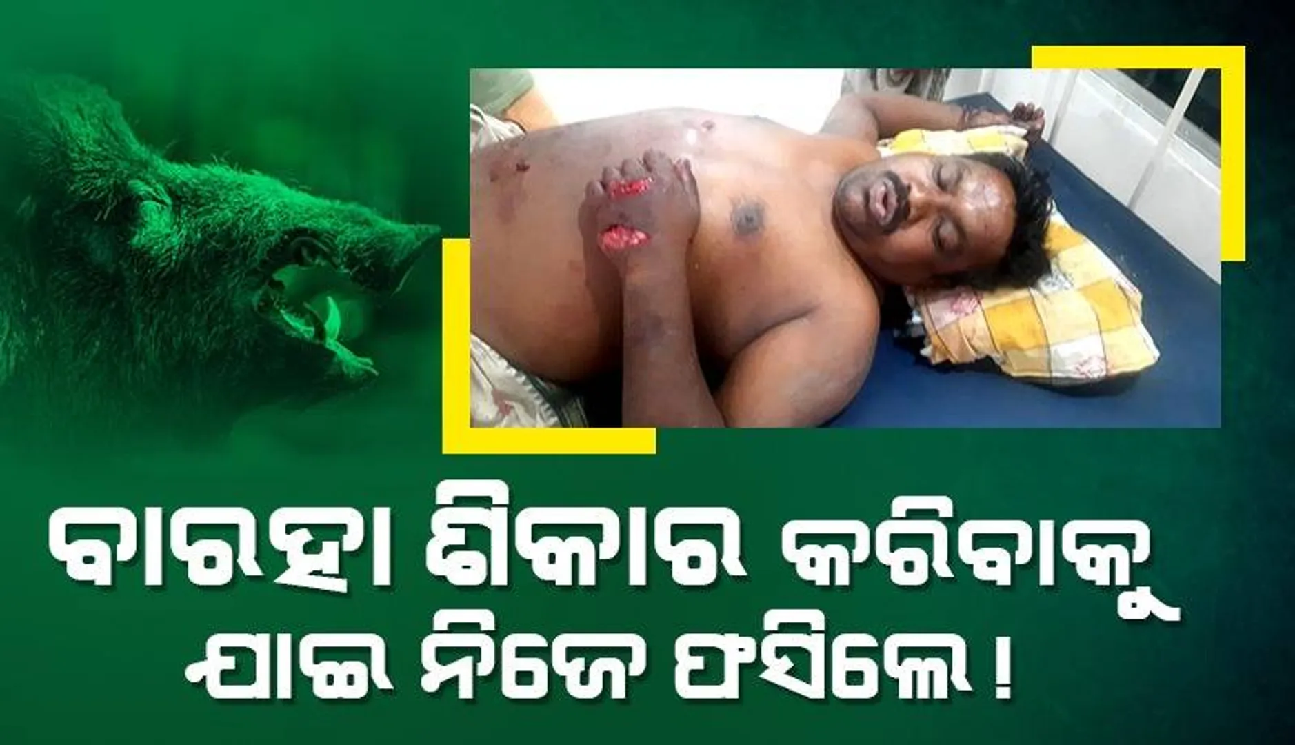 ମନ୍ଦ ଉଦ୍ଦେଶ୍ୟ ରଖି ଜଙ୍ଗଲକୁ ଯାଇଥିଲେ: କାମୁଡ଼ିଲା ବାରହା, ଗୁରୁତର ଅବସ୍ଥାରେ ଡାକ୍ତରଖାନାରେ ଭର୍ତ୍ତି