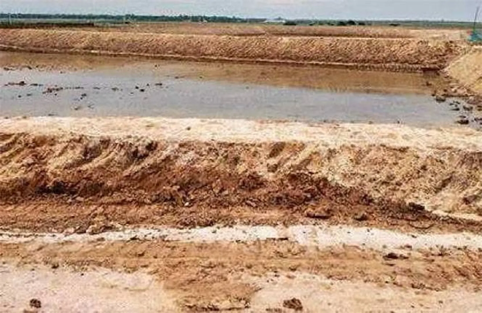 ଚିଙ୍ଗୁଡି ଘେରି ପାଇଁ ଚାନ୍ଦବାଲି ଅଞ୍ଚଳରେ ଧ୍ବଂସ ପାଉଛି ହେନ୍ତାଳ ଜଙ୍ଗଲ