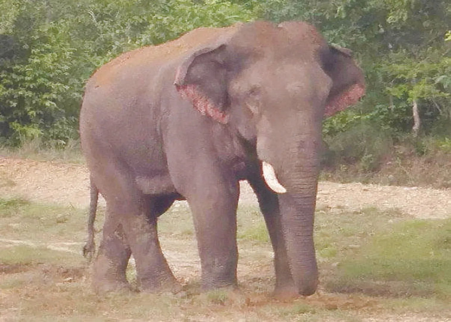 ଗାତରେ ପଡ଼ି ଚାଲିଗଲା ଗର୍ଭବତୀ ହାତୀର ଜୀବନ