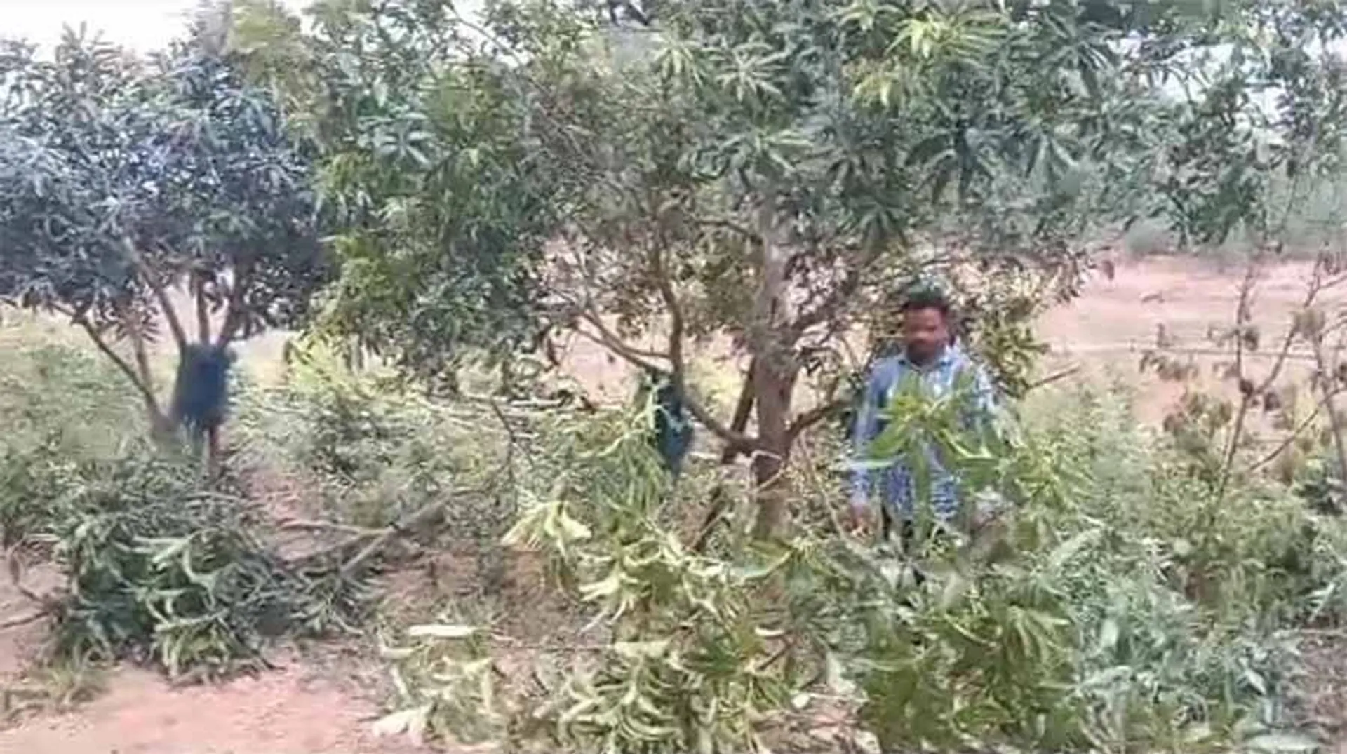 କାଉଗୁଡ଼ା ଅଞ୍ଚଳରେ ହାତୀ ଉପଦ୍ରବ
