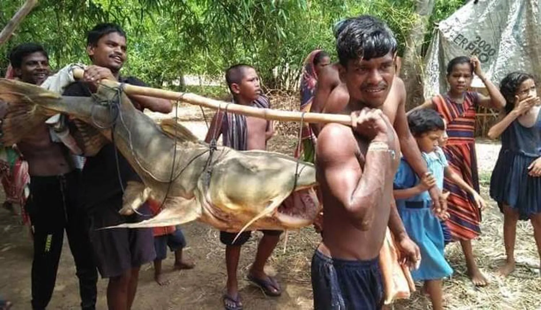 ଜାଲରେ ପଡ଼ିଲା ୩୦ କେଜିର ମାଛ