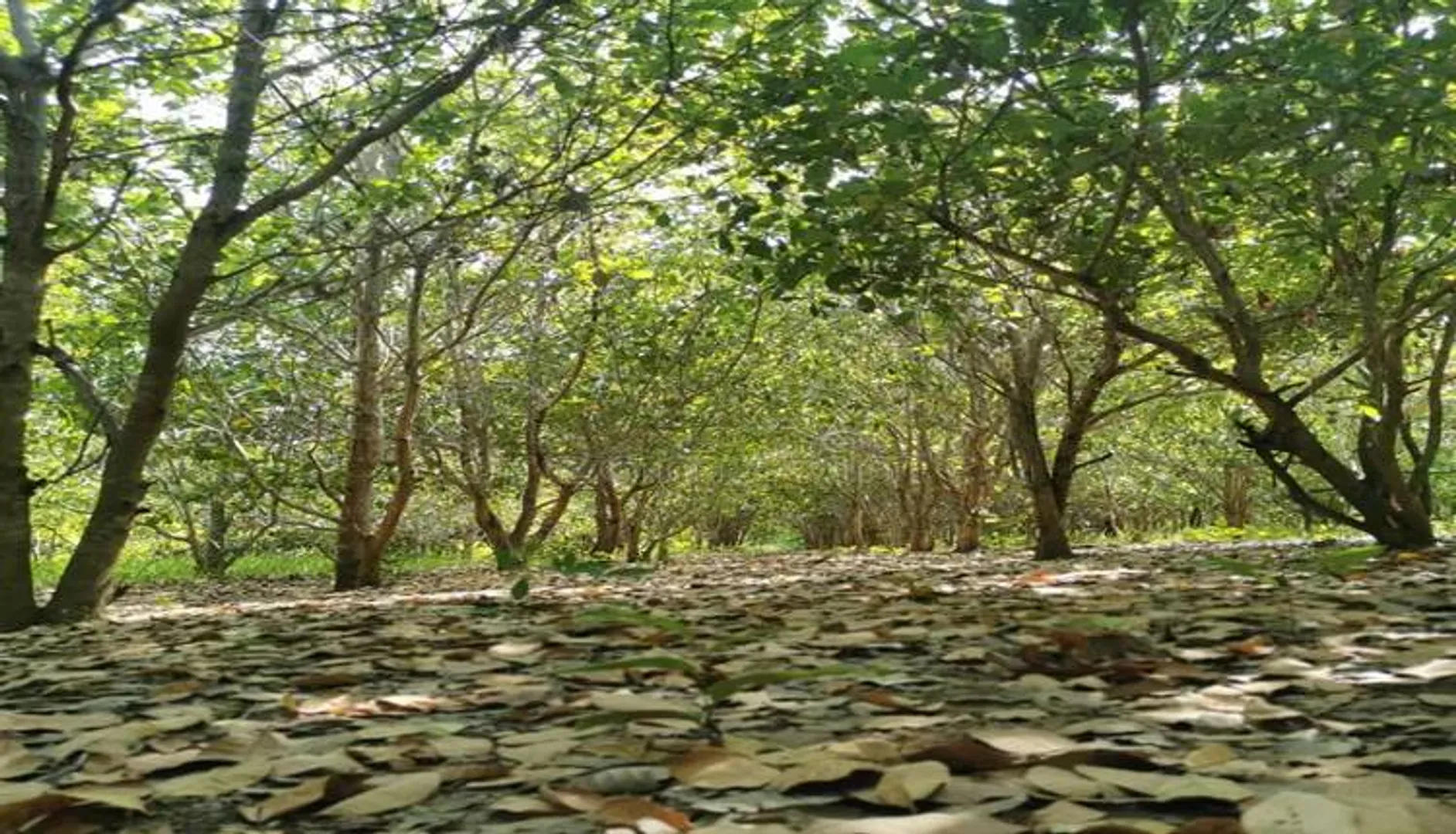 କାଜୁତୋଟାରୁ ଯୁବକଙ୍କ କ୍ଷତାକ୍ତ ଶବ ଉଦ୍ଧାର