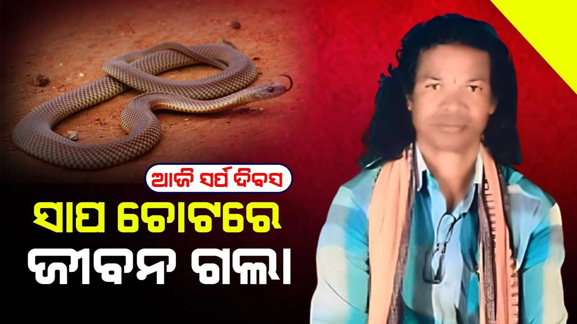 ଆଜି ବିଶ୍ବ ସର୍ପ ଦିବସ: ସାପ କାମୁଡ଼ାରେ ୨ ଜଣଙ୍କ ମୃତ୍ୟୁ