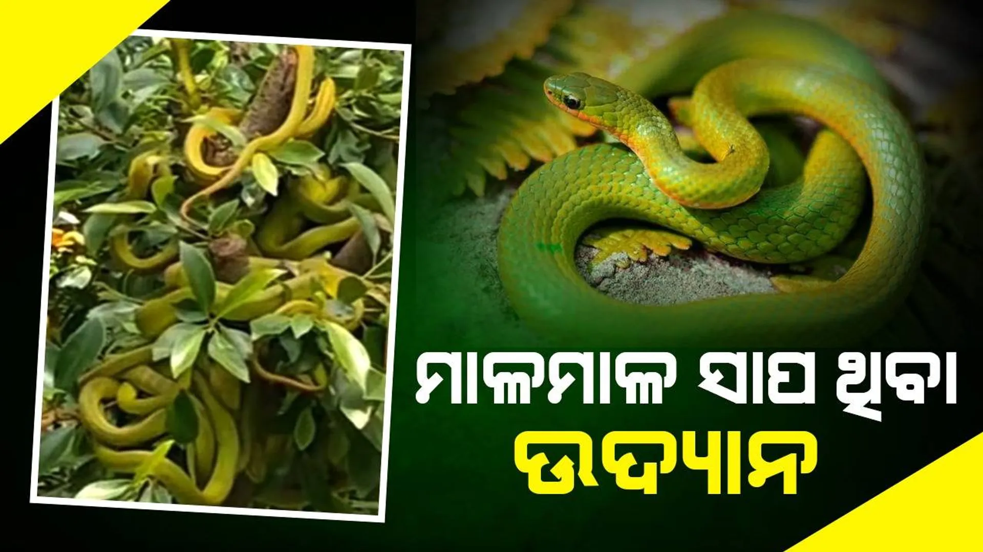 ଏମିତି ଉଦ୍ୟାନ ଯେଉଁଠି ପ୍ରତିଗଛର ଶାଖାରେ ଦେଖିବାକୁ ମିଳେ ସାପ ମାଳମାଳ