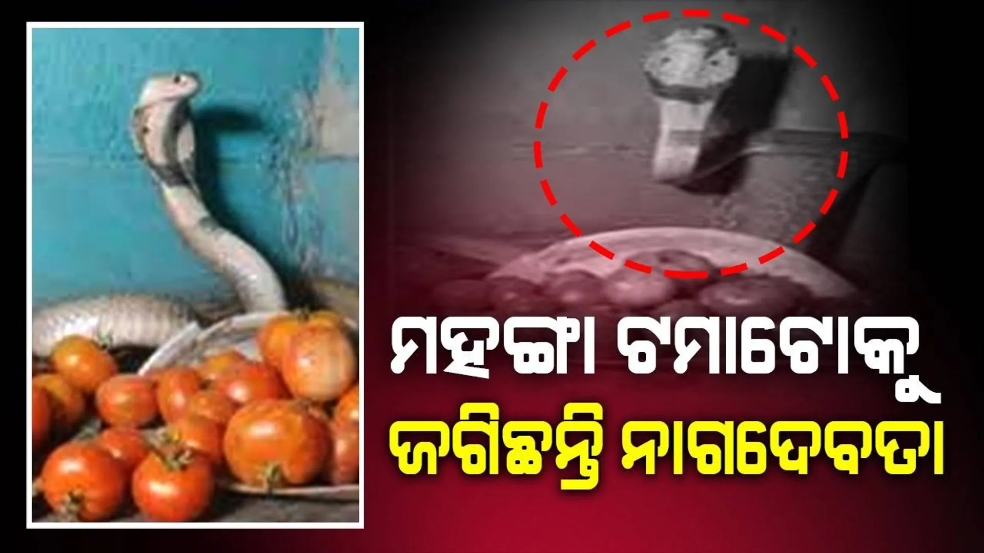 ମହଙ୍ଗା ଟମାଟୋକୁ ଜଗି ବସିଛନ୍ତି ନାଗଦେବତା, ମାଲିକଙ୍କୁ ବି ଛୁଇଁବାକୁ ଦେଉନାହାନ୍ତି