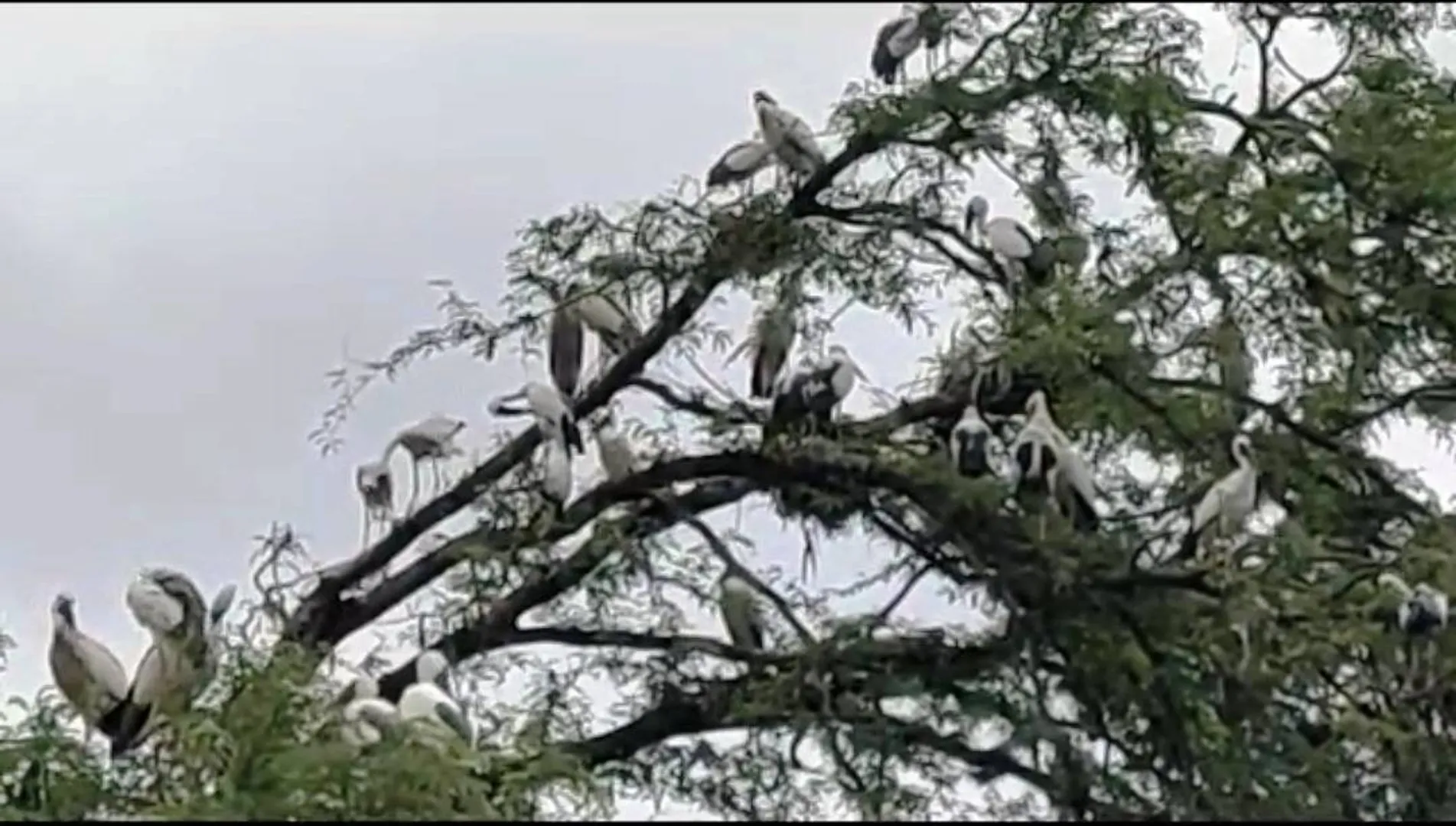 ବର୍ଷାର ସଂକେତ ନେଇ କୁଣ୍ଢେଇଗୋଲାକୁ ଆସନ୍ତି ପକ୍ଷୀ