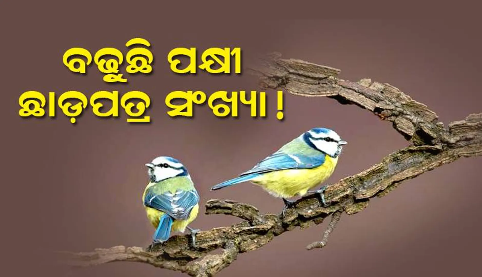 ବଢୁଛି ପକ୍ଷୀ ଛାଡ଼ପତ୍ର ସଂଖ୍ୟା!