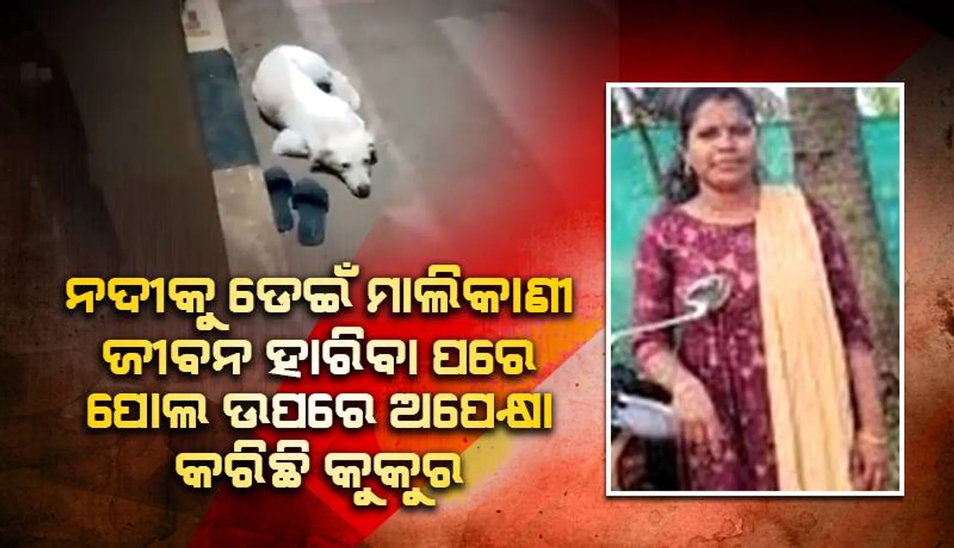 ନଦୀକୁ ଡେଇଁ ମାଲିକାଣୀ ଜୀବନ ହାରିବା ପରେ, ଫେରିବା ବାଟକୁ ପୋଲ ଉପରେ ଚାହିଁ ବସିଛି କୁକୁର