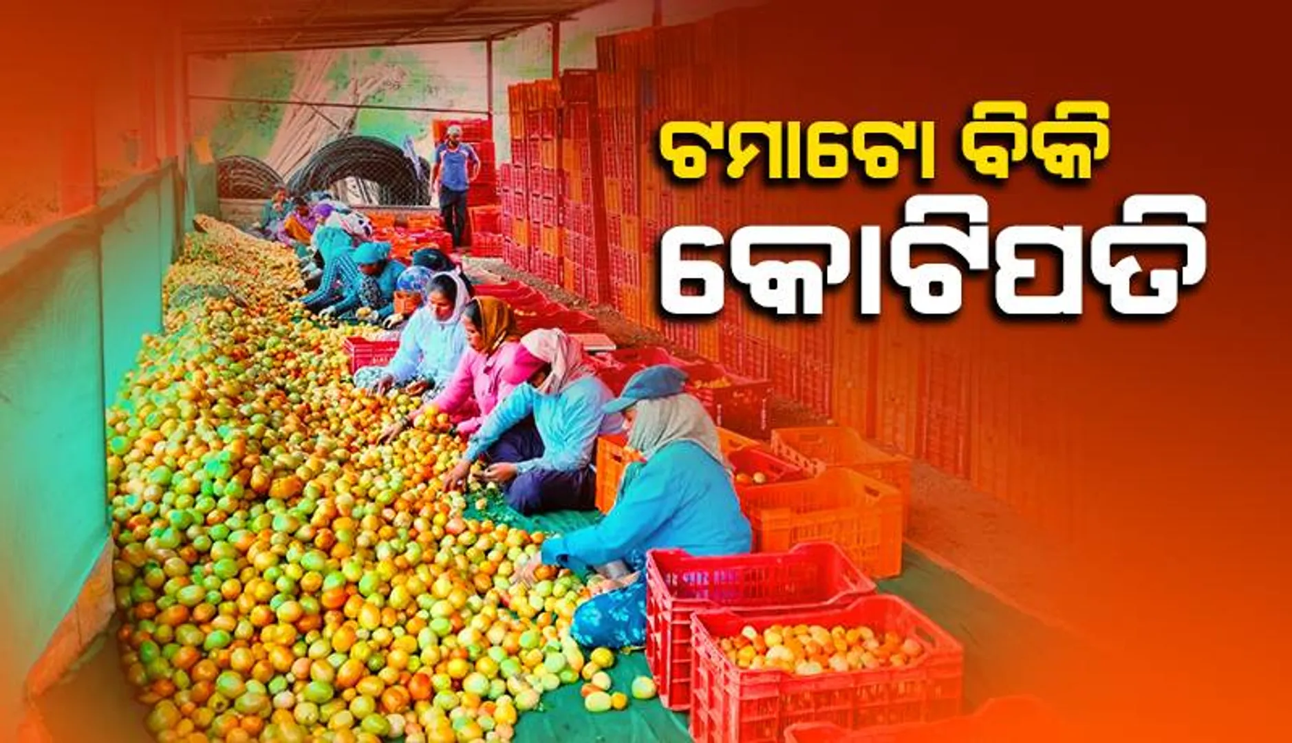 ଅନେକଙ୍କର ବଦଳିଲାଣି ଭାଗ୍ୟ: ଟମାଟୋ ବିକ୍ରି କରି ମାସକ ଭିତରେ କୋଟିପତି ହେ‌ଲେ ଚାଷୀ