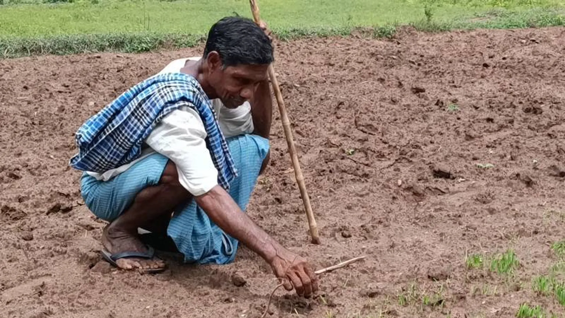 ଜିଲ୍ଲାରେ ବର୍ଷାର ଦେଖା ନାହିଁ, ମୁଣ୍ଡରେ ହାତ ଦେଇଛି ଚାଷୀ