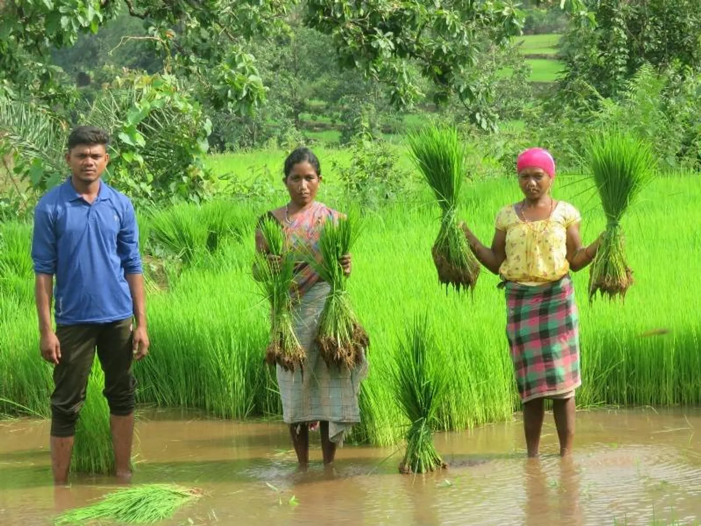 ମାଛକଣ୍ଟା ଭଳି ଦେଶୀ ଧାନ ଉପରେ ଚାଷୀଙ୍କ ଭରସା