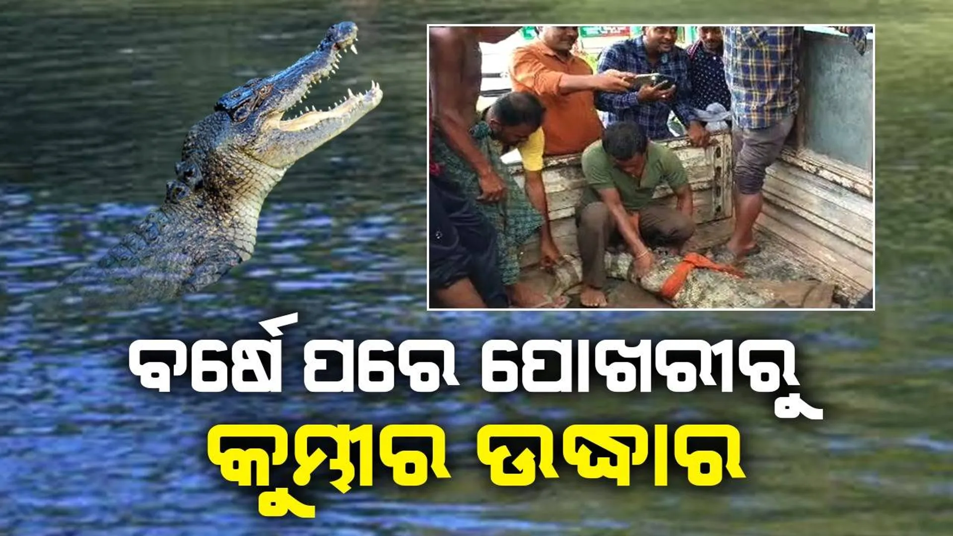 ପୋଖରୀରେ ବୁଲୁଥିଲା କୁମ୍ଭୀର; ବର୍ଷେ ପରେ ଉଦ୍ଧାର କଲା ବନ ବିଭାଗ, ଗ୍ରାମବାସୀଙ୍କୁ ମିଳିଲା ଆଶ୍ବସ୍ତି