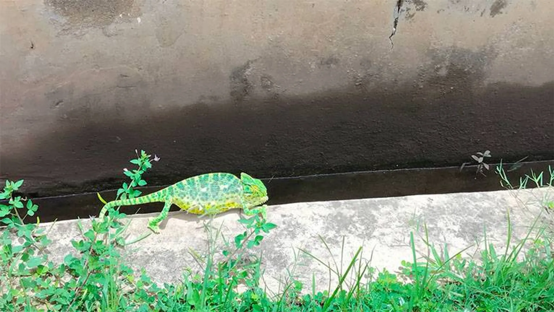 ବିରଳ ଏଣ୍ଡୁଅ ଉଦ୍ଧାର