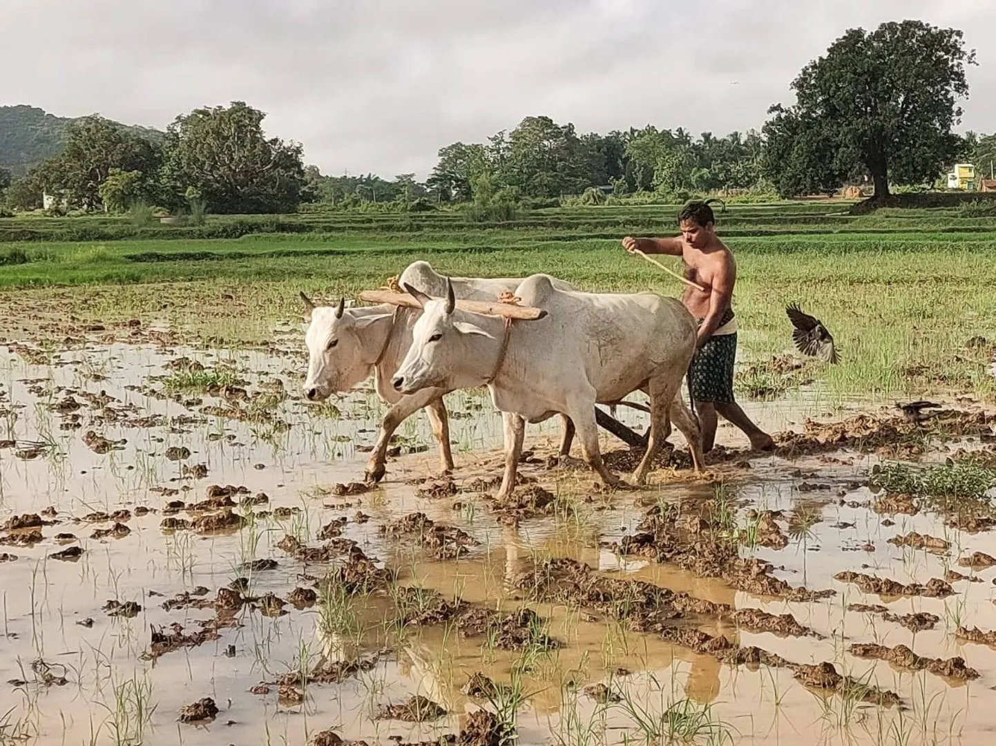 ବିଳମ୍ବିତ ଖରିଫ୍‌ ଚାଷ, ବଢ଼ୁନି ଚାଷୀ ପଞ୍ଜୀକରଣ