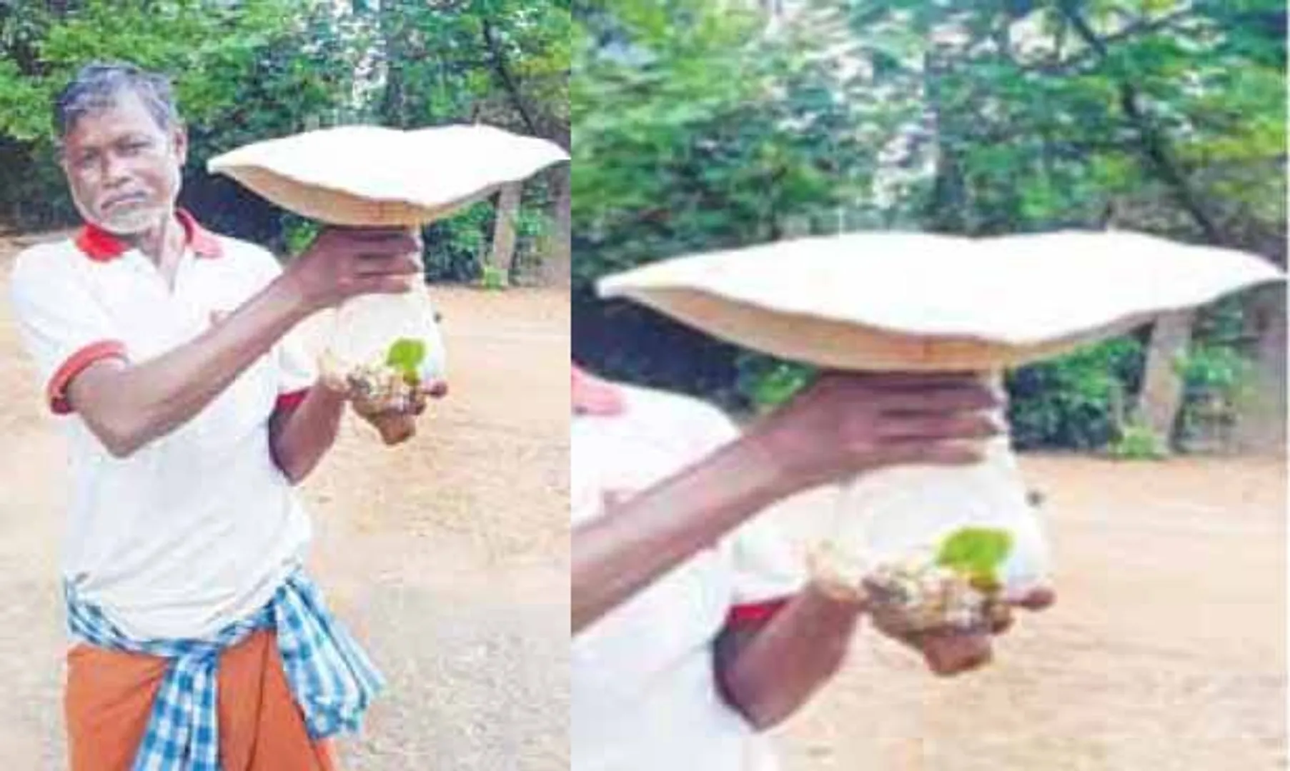 ଖଲିଆମୁଣ୍ଡାରେ ୧୦ କେଜି ଓଜନର ଛତୁ