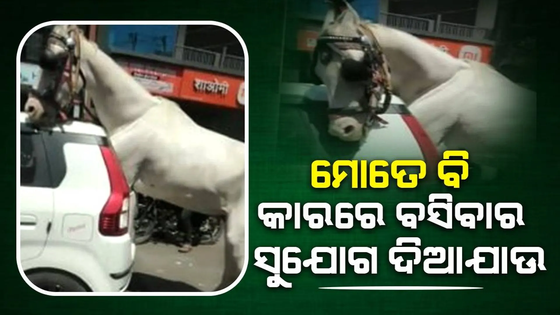 ରାସ୍ତାରେ ଛିଡ଼ା ହୋଇଥିବା କାର ଭିତରେ ପ୍ରବେଶ ପାଇଁ କାଚ ଭାଙ୍ଗିଦେଲା ଘୋଡ଼ା
