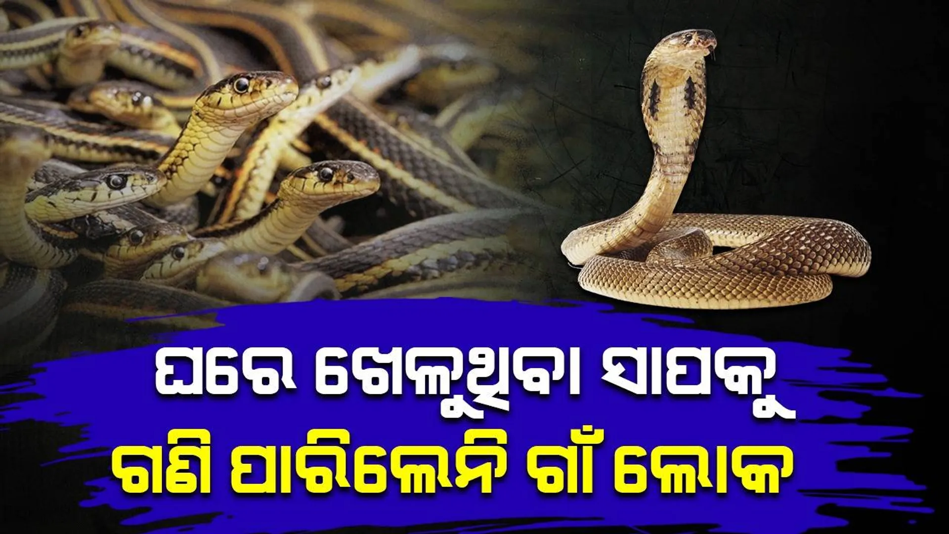 ଶ୍ରାବଣରେ ସାପ ବର୍ଷା: କିଏ ଭୟରେ କମ୍ପିଲେ ତ କିଏ ଭକ୍ତିରେ ହାତ ଯୋଡ଼ି ପକାଇଲେ