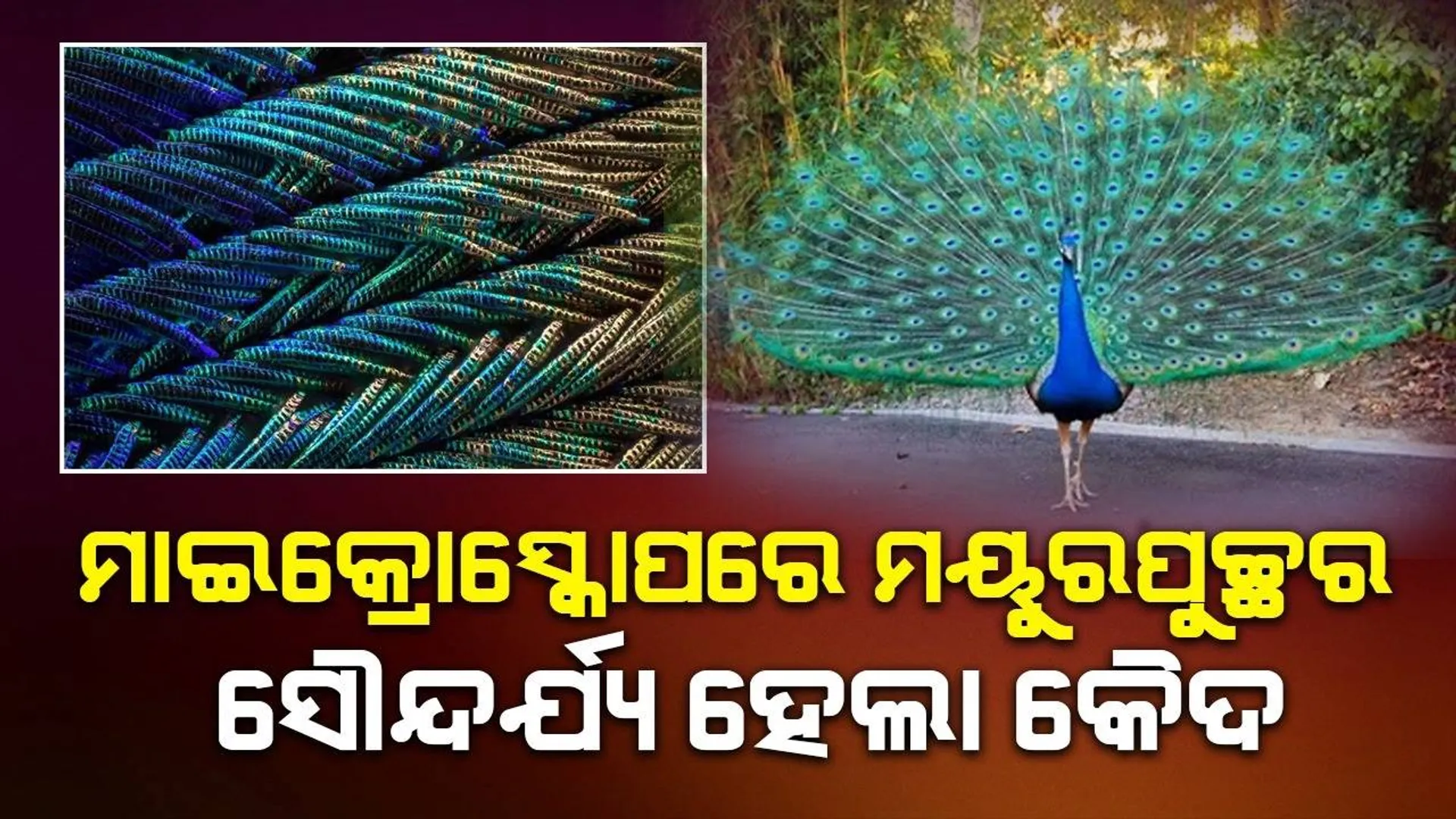 ମାଇକ୍ରୋସ୍କୋପରେ ମୟୁରପୁଚ୍ଛର ସୌନ୍ଦର୍ଯ୍ୟ ଦେଖି ମୁଗ୍ଧ ହୋଇଗଲେ ଲୋକେ