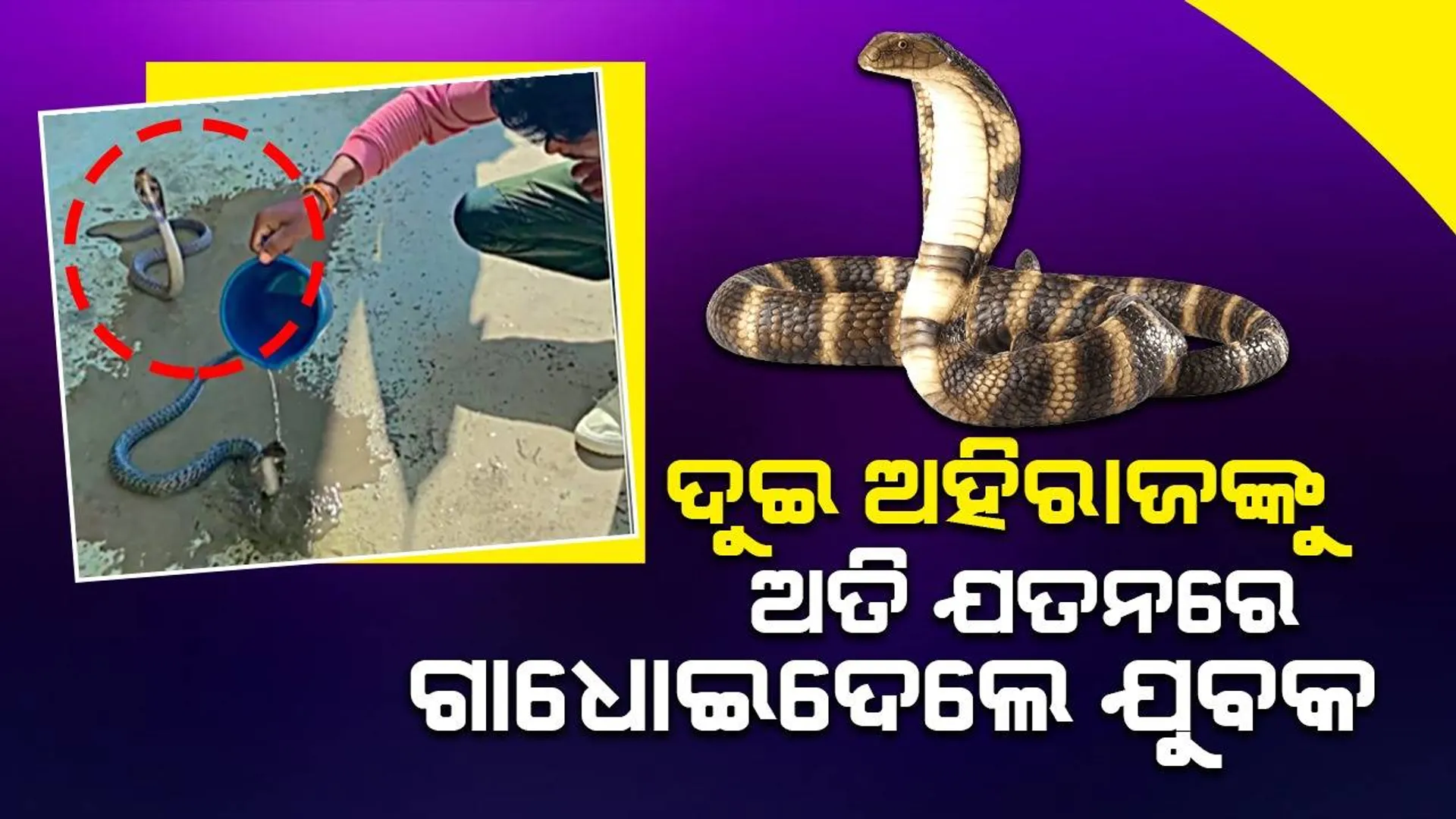 ଅହିରାଜଙ୍କୁ ପାଣି ଢାଳି ଗାଧୋଇ ଦେଉଛନ୍ତି ଯୁବକ, ସୋସିଆଲ୍‌ ମିଡିଆ ବ୍ୟବହାରକାରୀ ଲେଖି ଚାଲିଛନ୍ତି ‘ହର ହର ମହାଦେବ‘