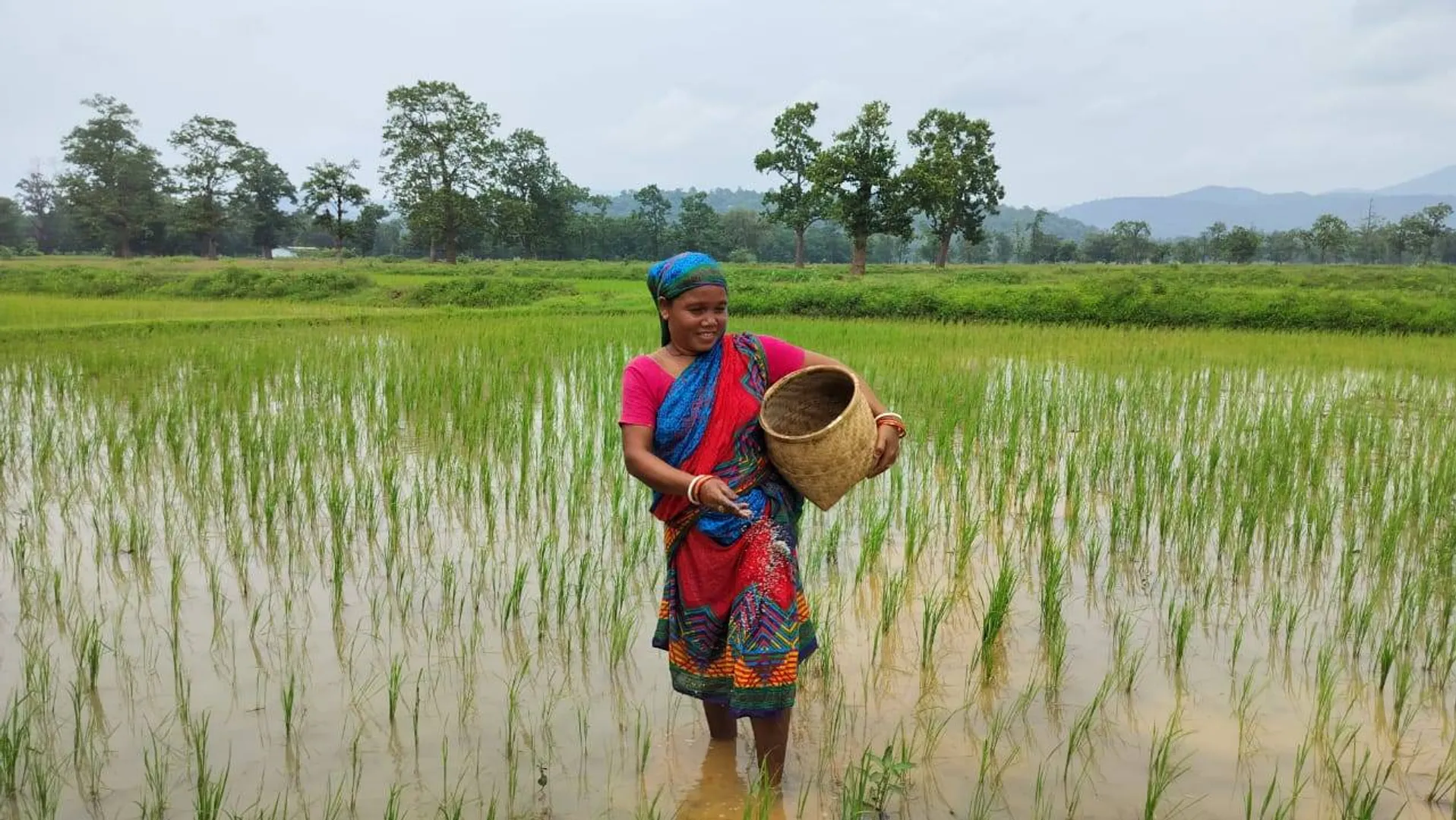 ସୁକିନ୍ଦା ବ୍ଲକ୍‌ ଚିଙ୍ଗୁଡ଼ିପାଳ ପଞ୍ଚାୟତ କେନ୍ଦୁବଣି ଗାଁର ଜାନ ଲାଗୁରି ଚାଷ କାମରେ ନିୟୋଜିତ। (ଫଟୋ: ରବିନାରାୟଣ କର, କାଳିଆପାଣି)
