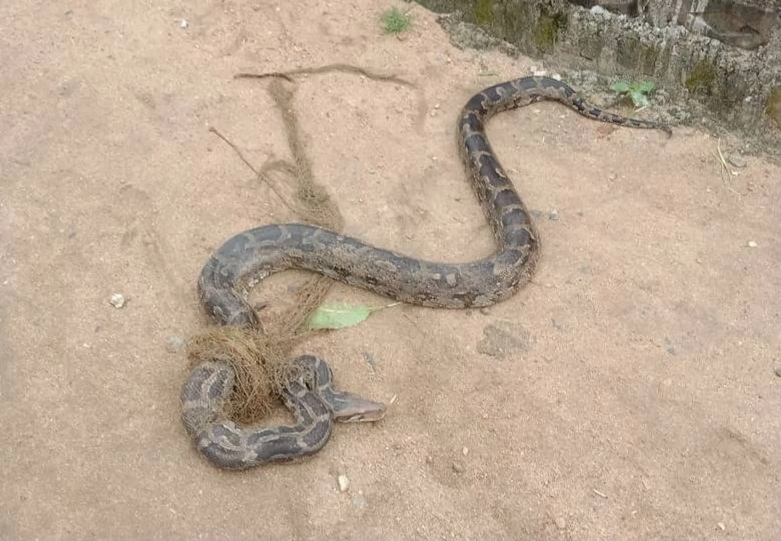 ମାଛ ଜାଲରେ ପଡ଼ିଲା  ଅଜଗର
