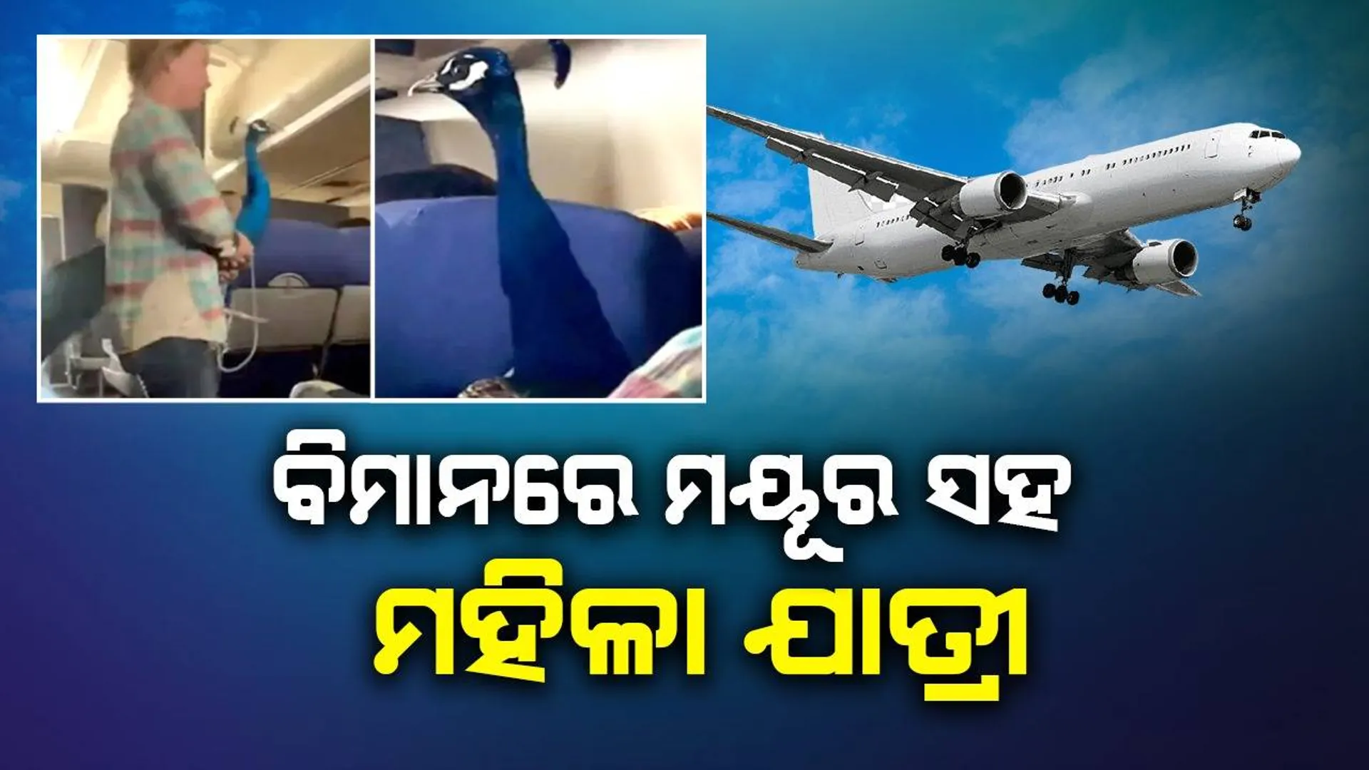 ପୁଣି ଚର୍ଚ୍ଚାକୁ ଆସିଲେ ମୟୂର ଧରି ବିମାନରେ ଚଢ଼ିଥିବା ମହିଳା ଯାତ୍ରୀ