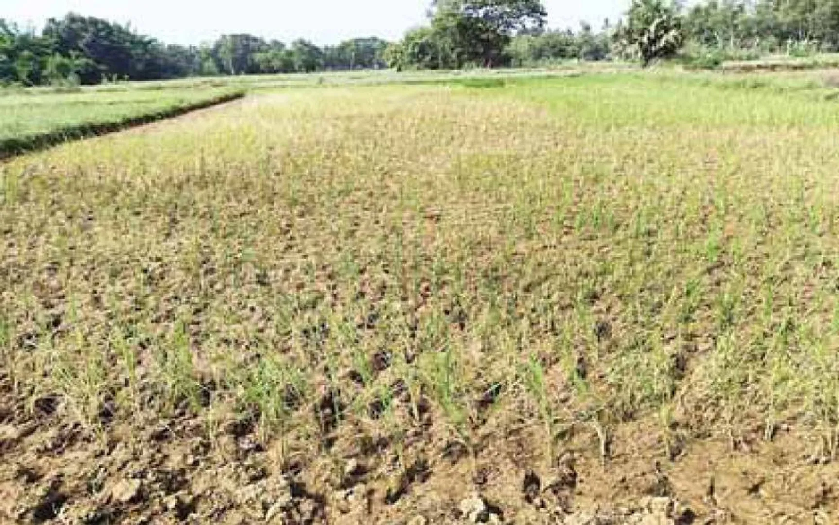 ଗଞ୍ଜାମରେ ଖରିଫ ସ୍ଥିତି ସଂଗିନ: ଅଗଷ୍ଟରେ ୫୦%ରୁ କମ୍‌ ବର୍ଷା
